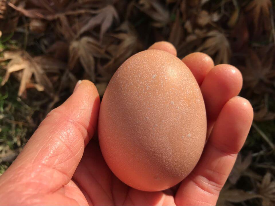 鶏　ニワトリ　初卵