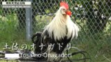 日本鶏図鑑01　土佐のオナガドリ