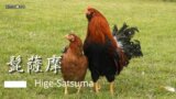 日本鶏の世界②