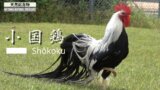 日本鶏図鑑02　小国鶏